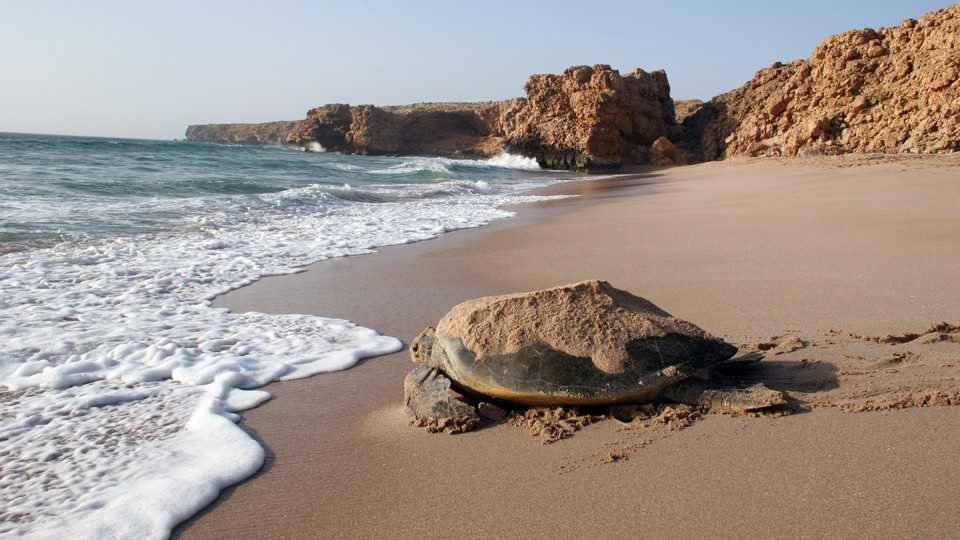 Turtle Reserve - Ras al Jinz