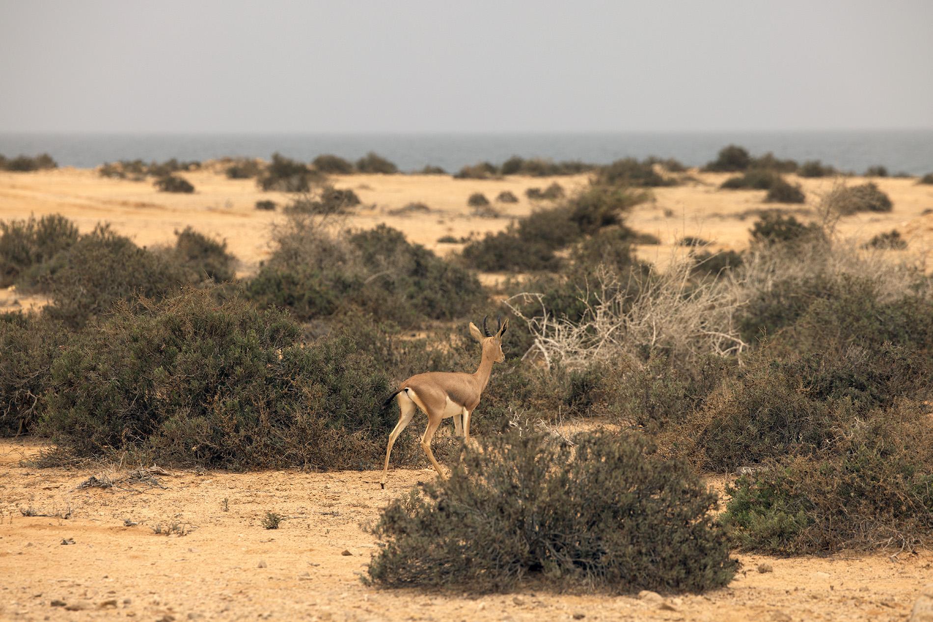 Ras al Shajar Nature Reserve