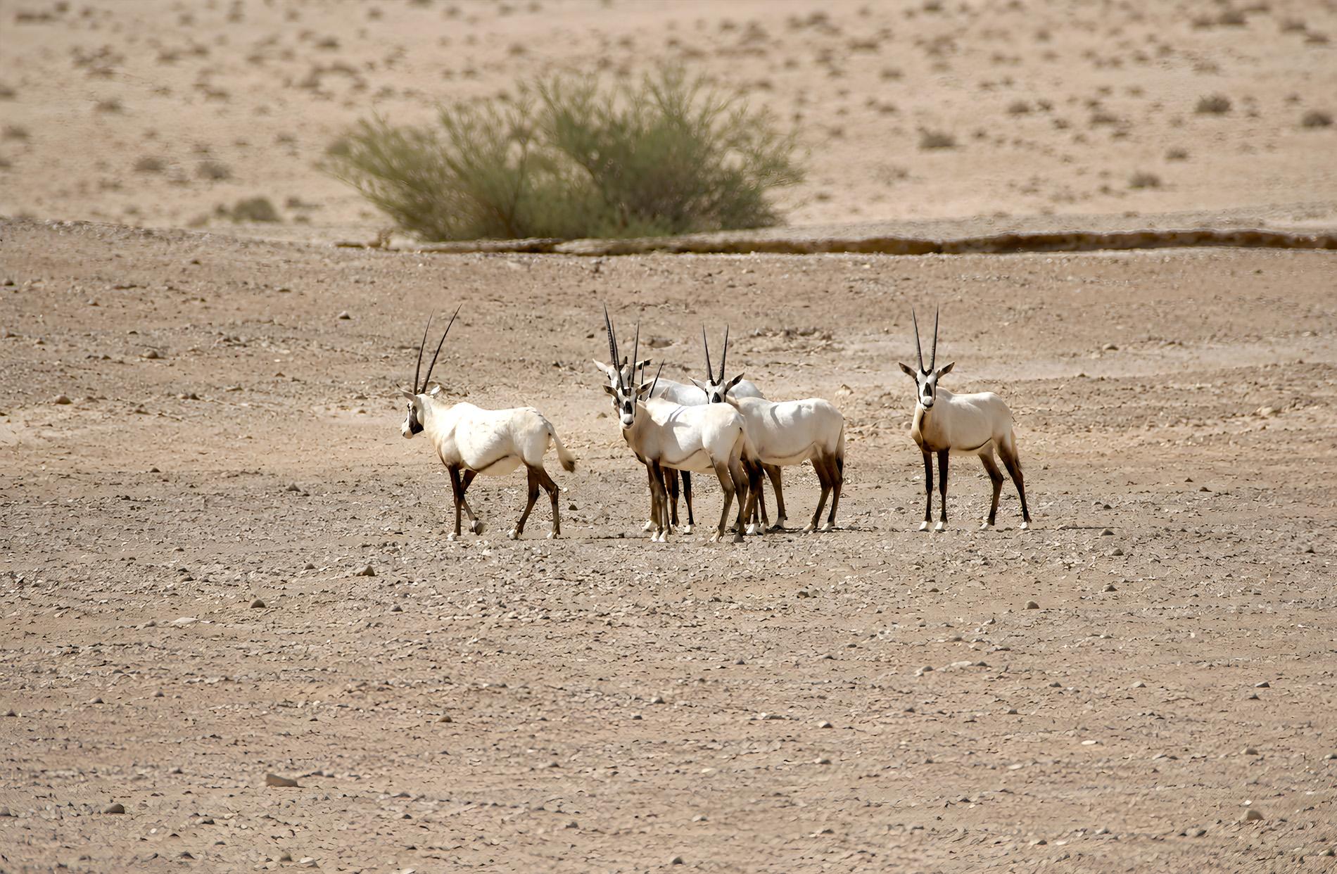 Arabian Oryx Sanctuary