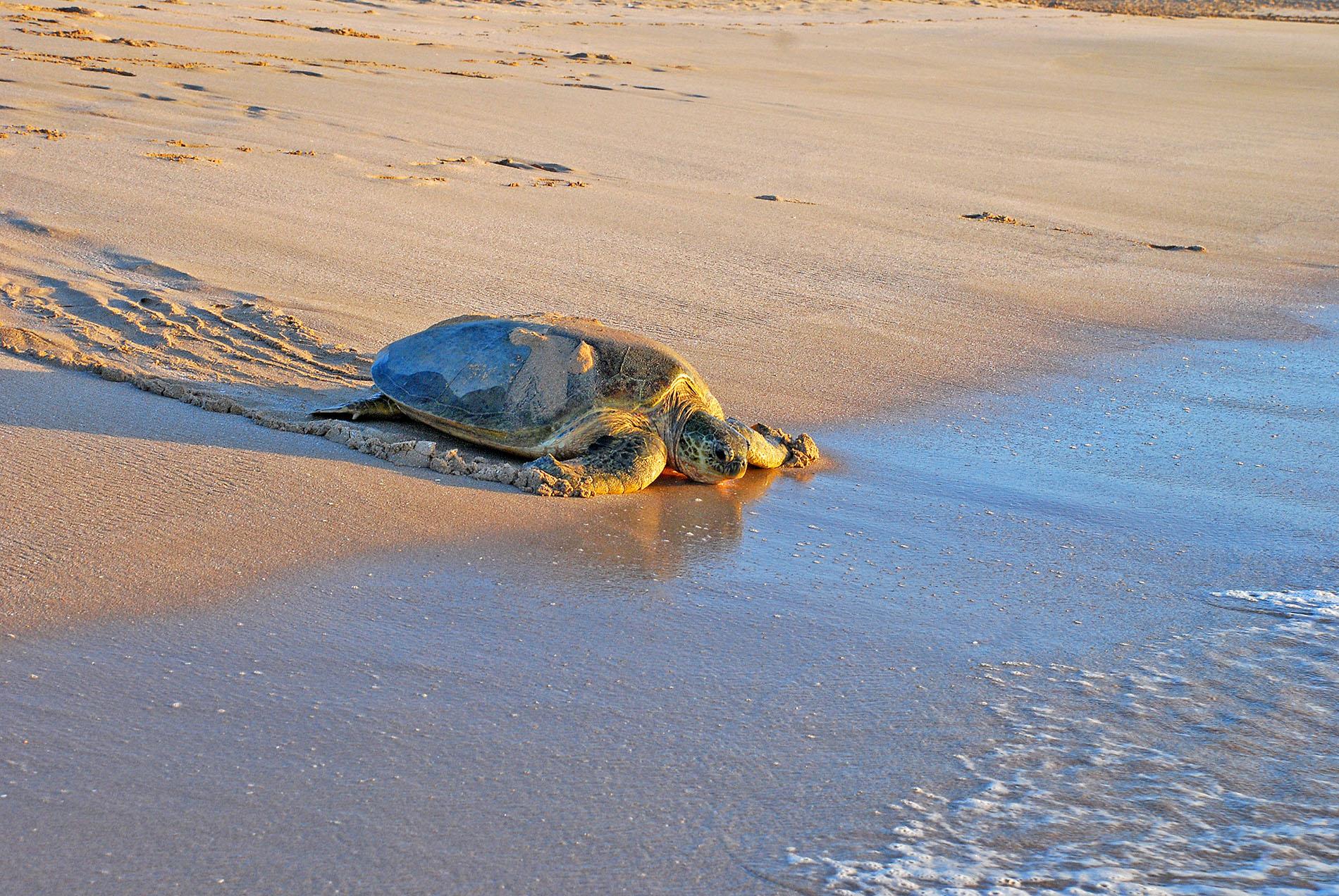 Turtle Reserve - Ras al Hadd